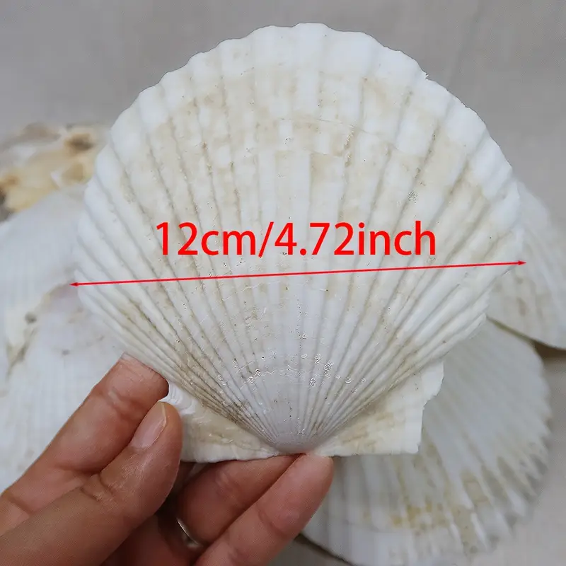 [pr-906] صدفة كبيرة RIVERROCKS